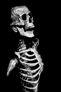 grayscale photo of a human skeleton