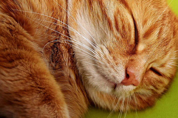 macro shot of orange Tabby cat