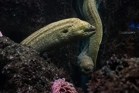 green eel