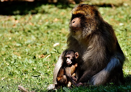 ape beside baby ape on grass field