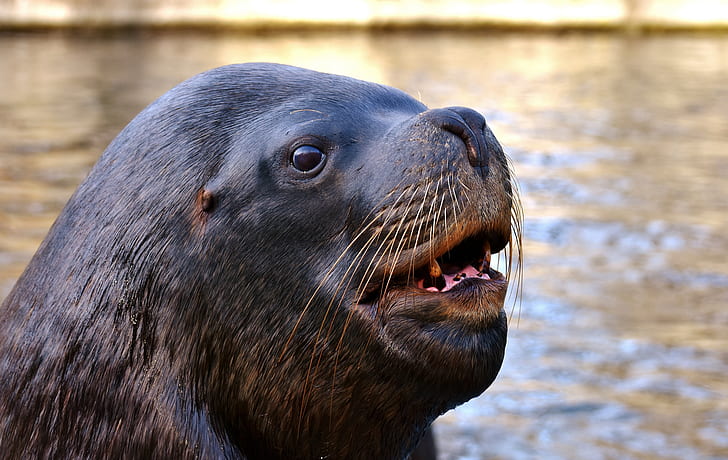 closeup photo of sea lion