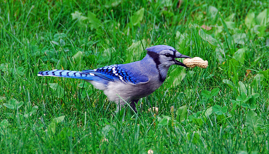 blue and gray bird picked brown nut