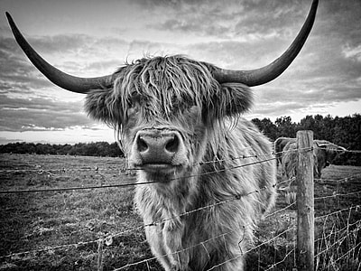 grayscale photo of bull near fence