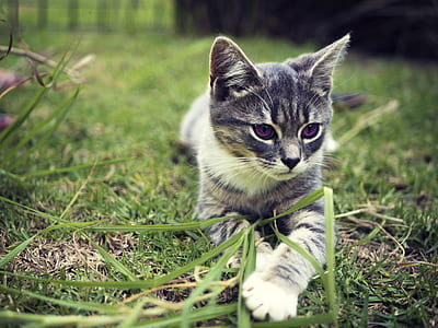 gray and white cat lying on green grass during daytime