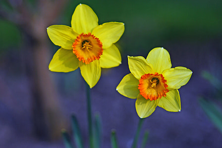 photography of two yellow flowers