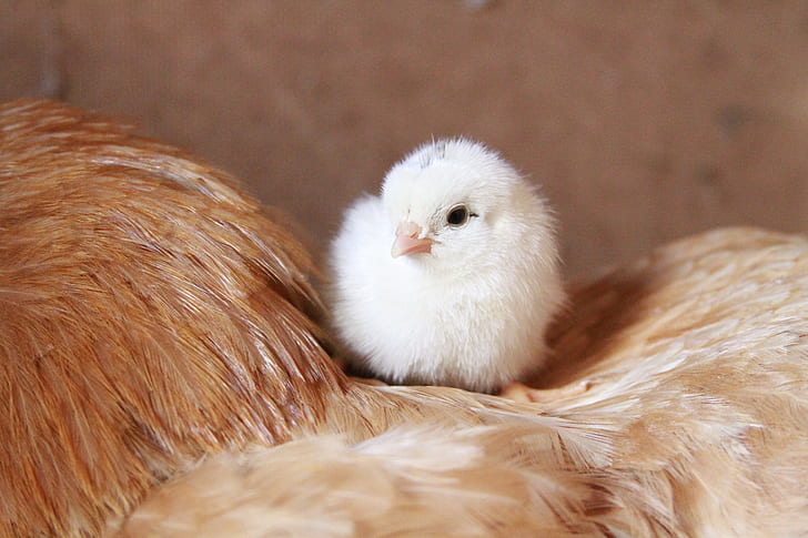 photo of chick on hen