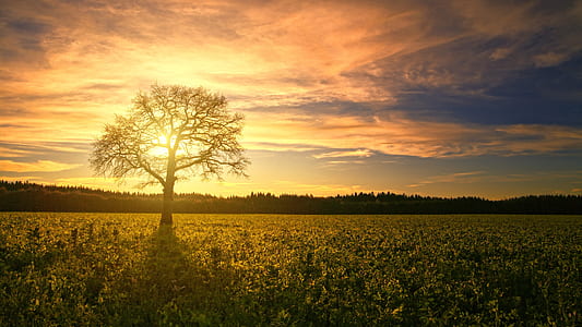 bare tree in the middle of sunflower field