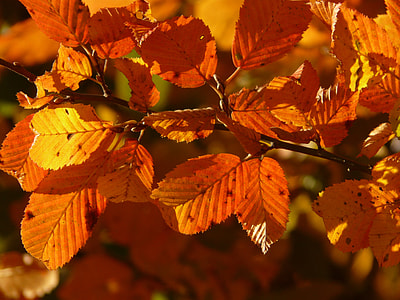 selective focus photography of maple leaves