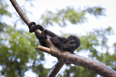 Black Monkey Hugging Tree Branch