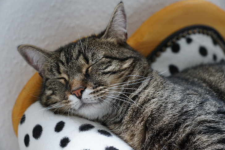 brown Tabby cat sleeping on white polka-dot textile