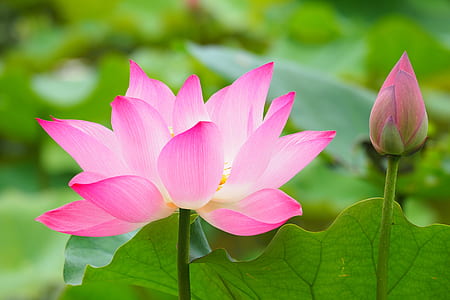 pink lotus flower in bloom close up photo