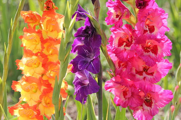 close-up photography of three assorted-color flowers