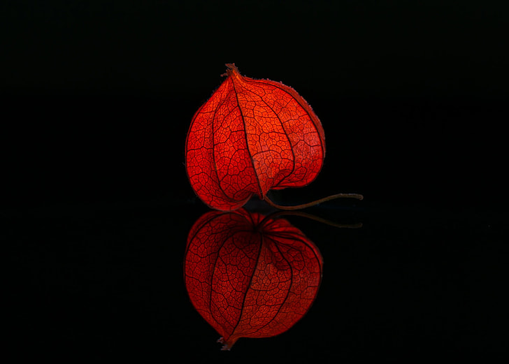 red physalis in close up photography