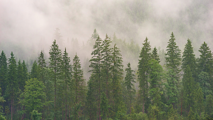 landscape photo of forest in midst of a mist