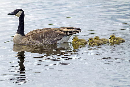 brown and black duck with babies on water