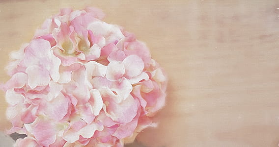 pink and white petaled flowers on beige surface