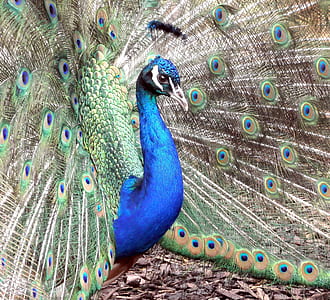 blue, gray, and green peacock