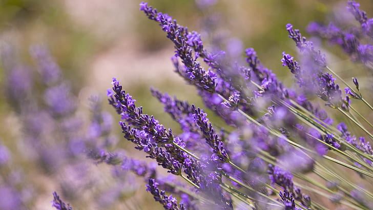 purple lavender flower in close photo