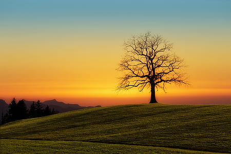 silhouette photo of bare tree