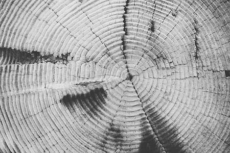 tree-rings, annulus, annual rings, tree, trunk, texture