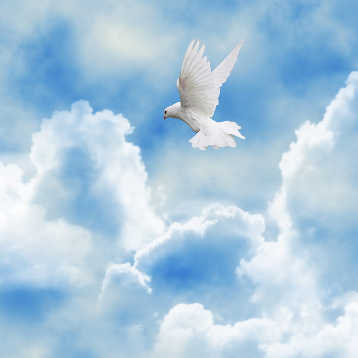 white dove flying on the sky