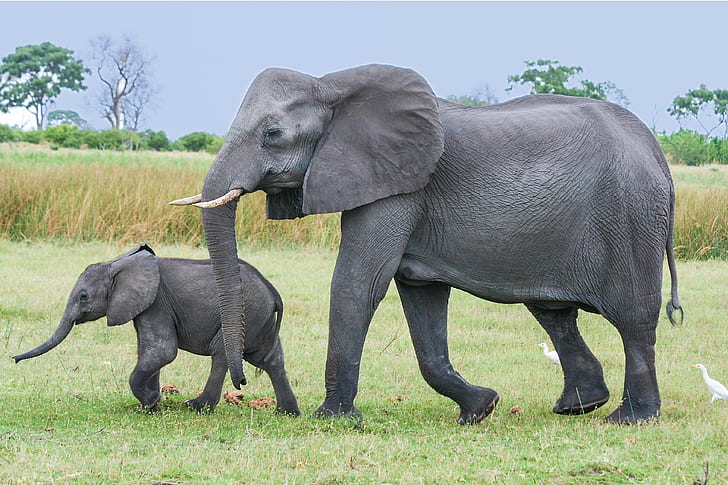 two black elephants walking in the green field
