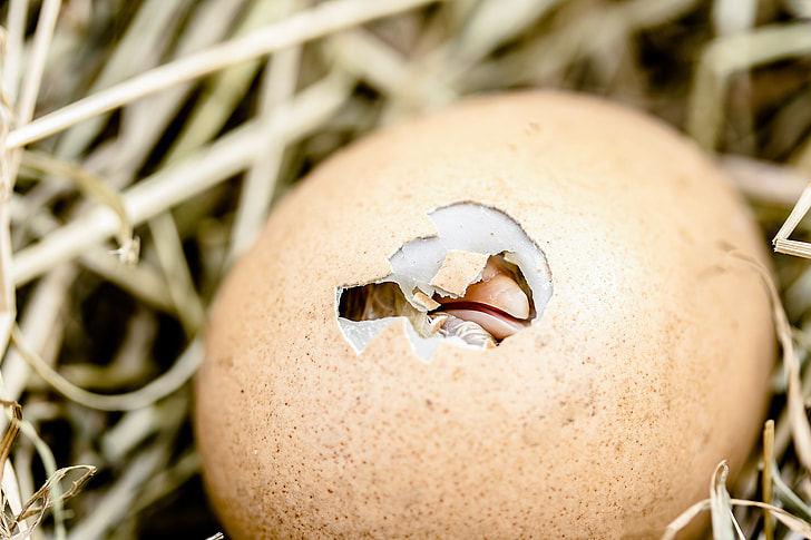 hatching egg on nest