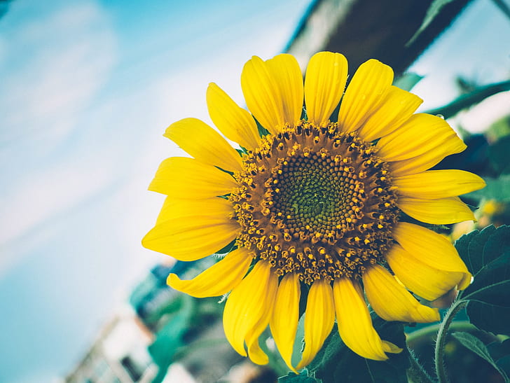 macro photography of yellow sunflower