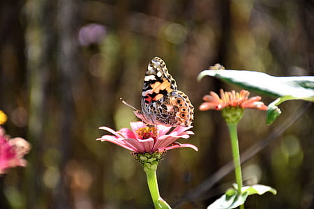 Close-up Photography of a Butterfly on top of the Pink Flower