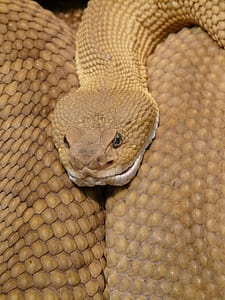 closeup photo of brown snake