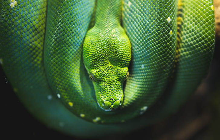 shallow focus photography of green snake