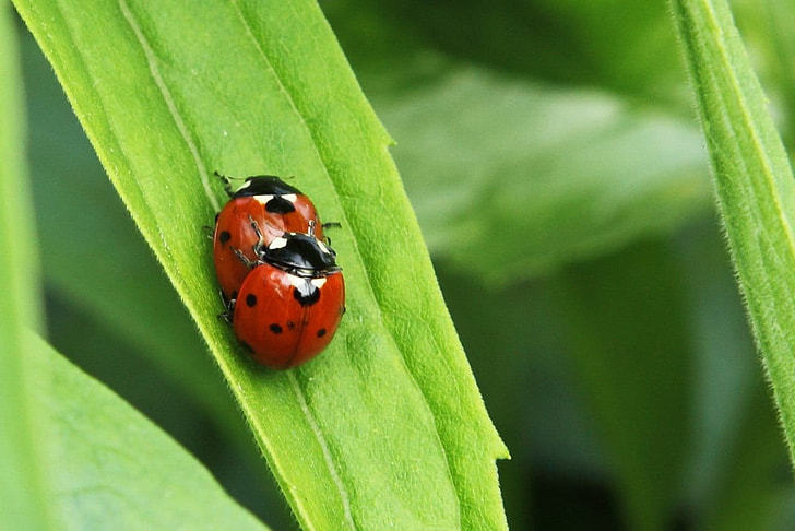two ladybirds on green leaf