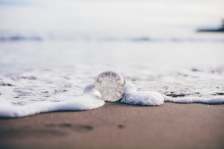 shallow focus photography of white shell at beach