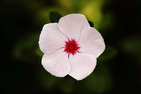 closeup photography of white and red periwinkle