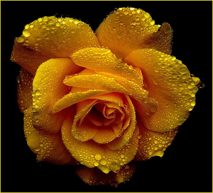 close view of yellow rose with dew drops