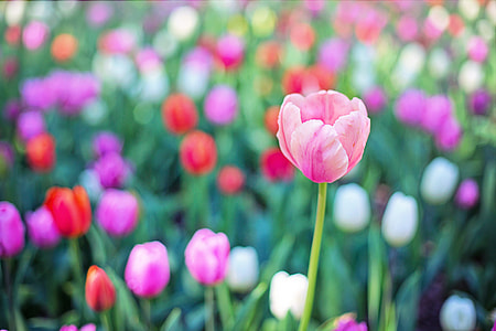 pink tulip flower in closeup photo