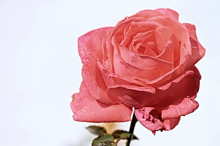 close-up photography of red rose