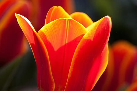 closeup photo of red tulip