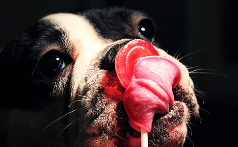 closeup photo of black and white English bulldog licking a lollipop