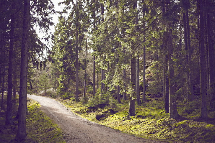 green forest pathway photograph