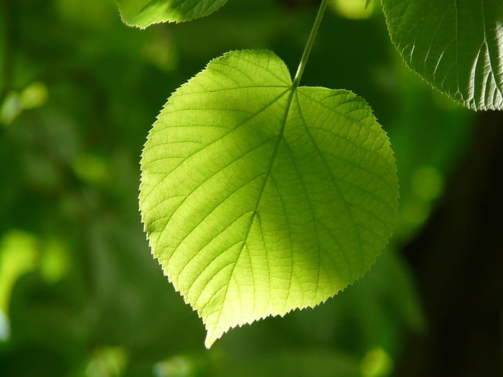photography of green leaf with sun light