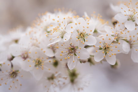 Close-up Photo Of White Petaled Flowers