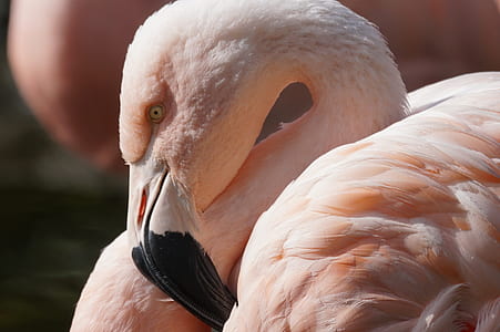 closeup photo of flamingo