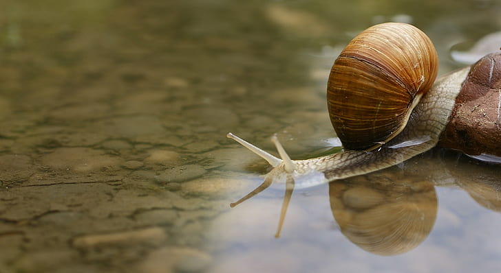 brown and gray snail