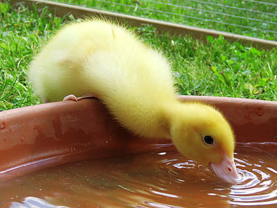yellow duckling drinking water on basin