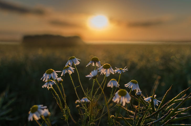 east słonca, flowers, the sun, field
