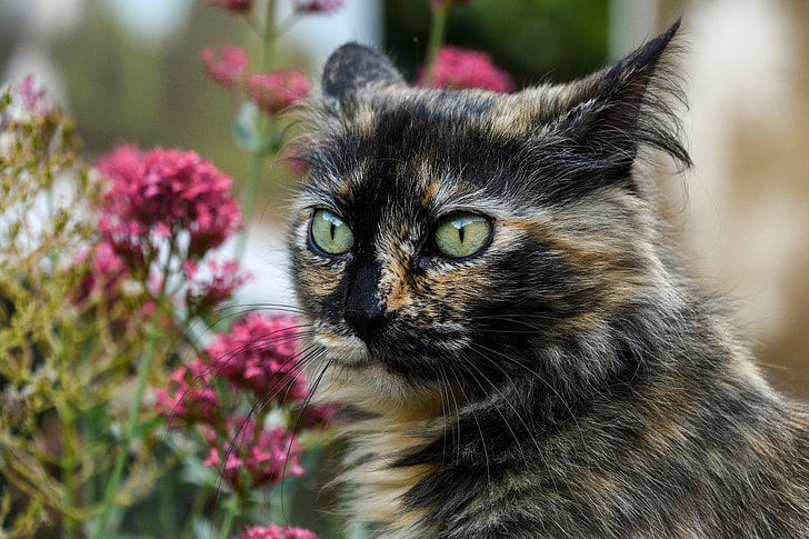 calico cat and purple flowers