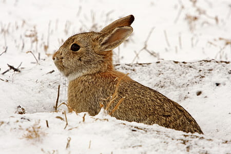 brown bunny on white snow