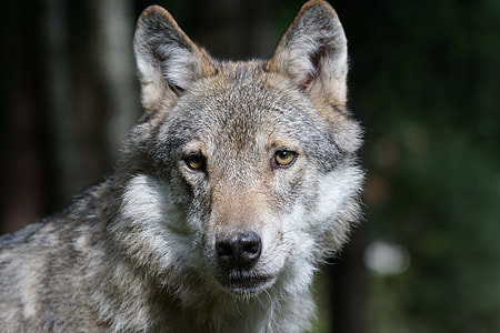 shallow focus photography of gray and brown wolf