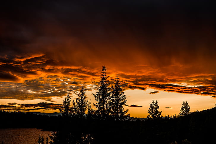 silhouette of trees under orange clouds and skies